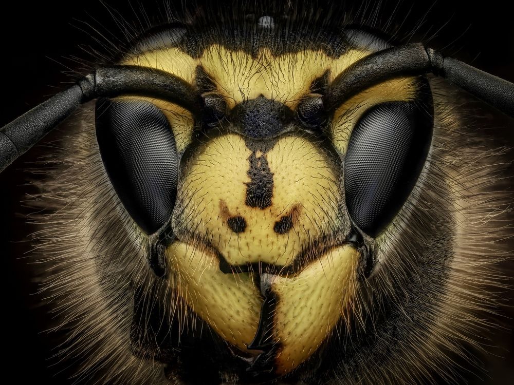 German yellowjacket