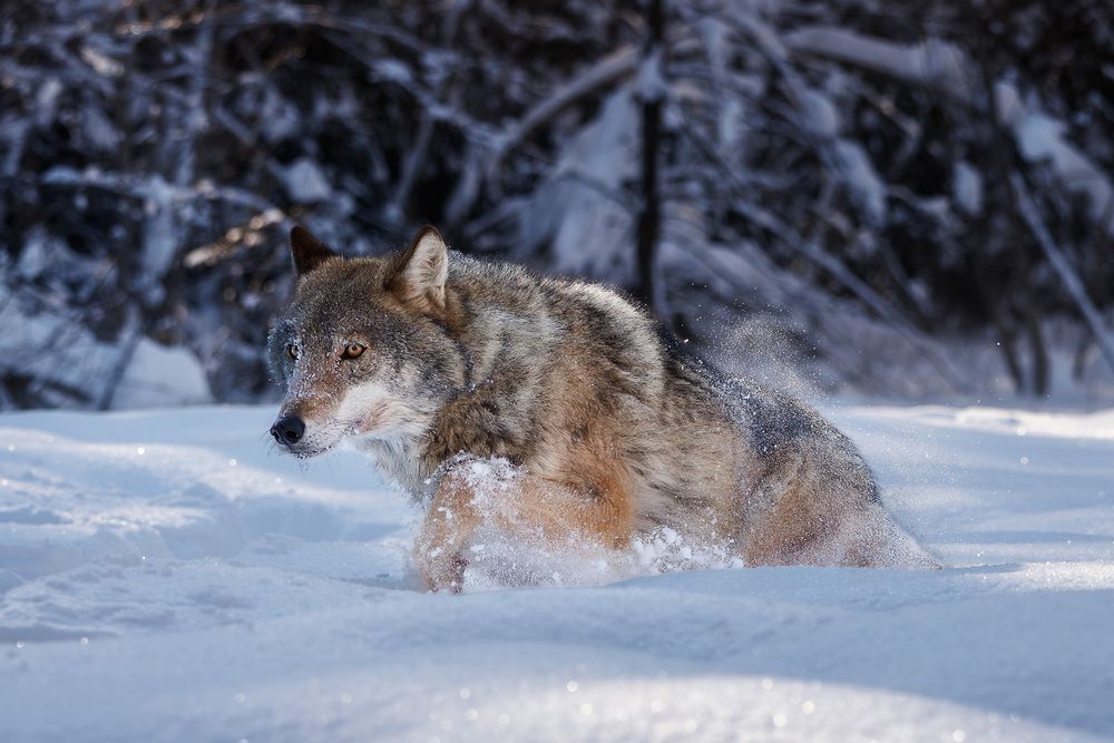 Photograph by Морозов Сергей