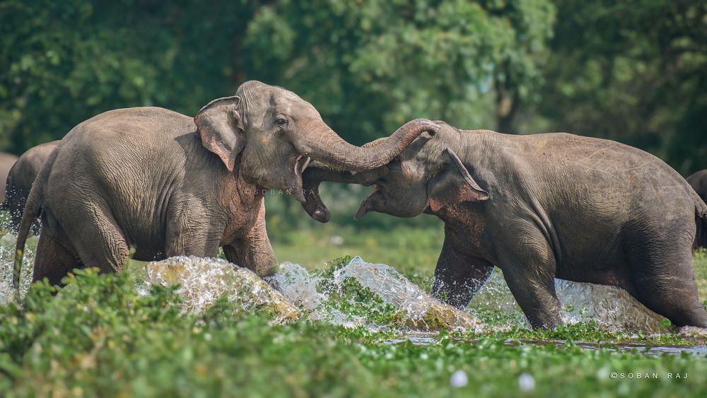Photograph by Soban Raj