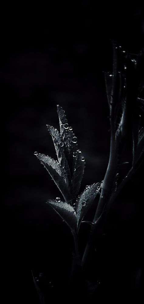 Bareness