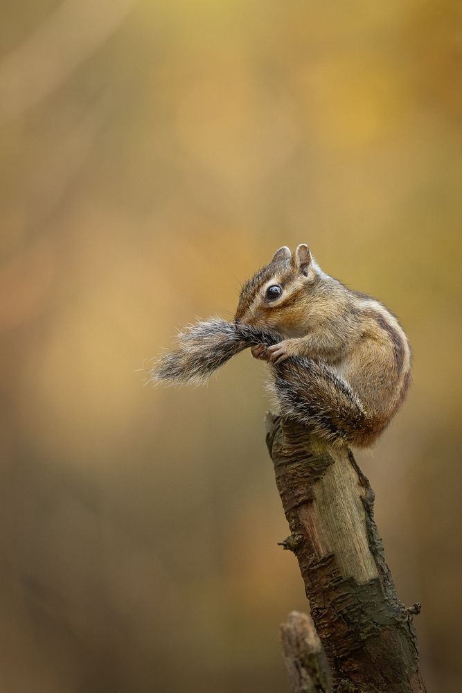 Photograph by Noel Lakeman-Strijdonk