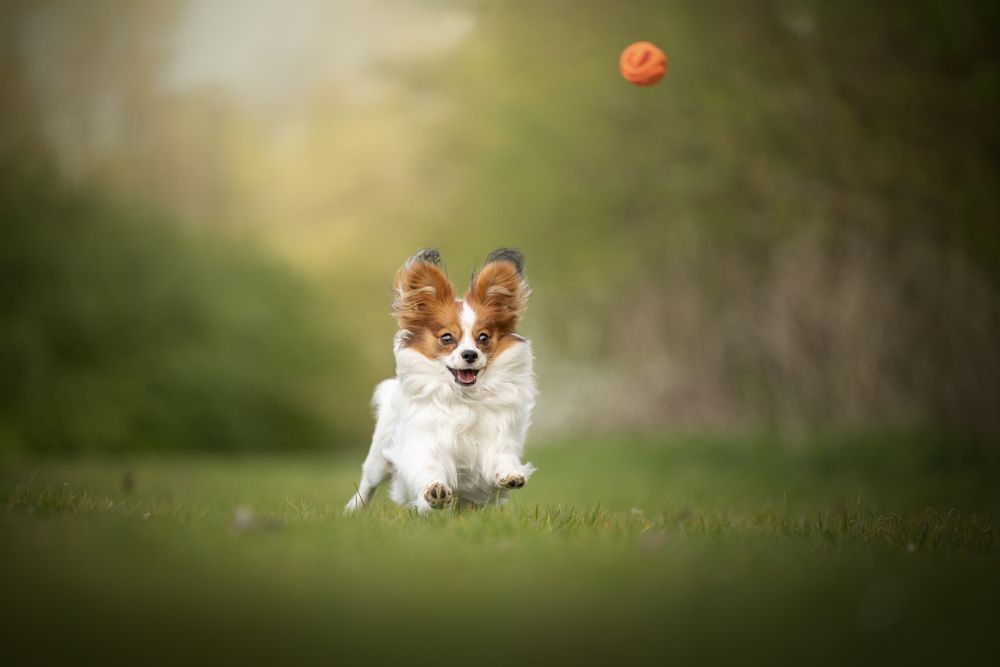 Photograph by Noel Lakeman-Strijdonk