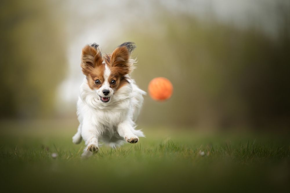 Photograph by Noel Lakeman-Strijdonk
