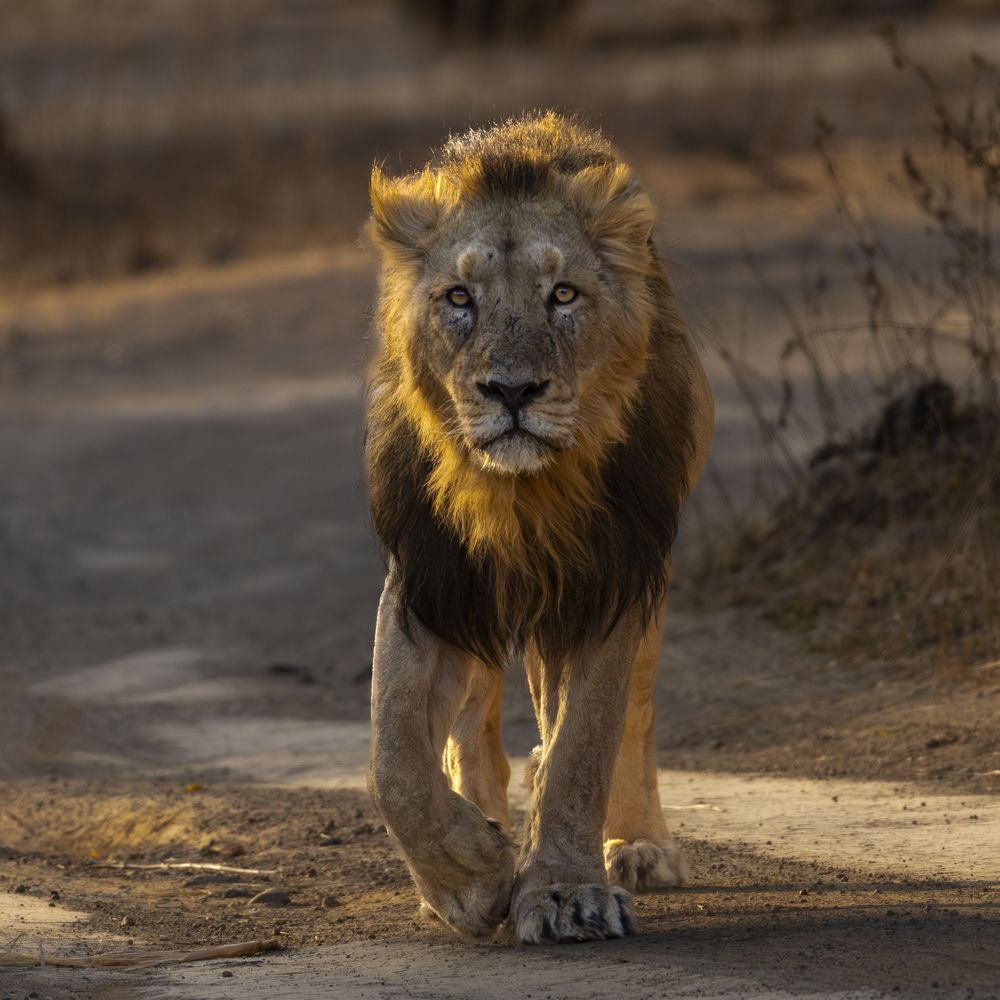 Photograph by Pramod Bayya
