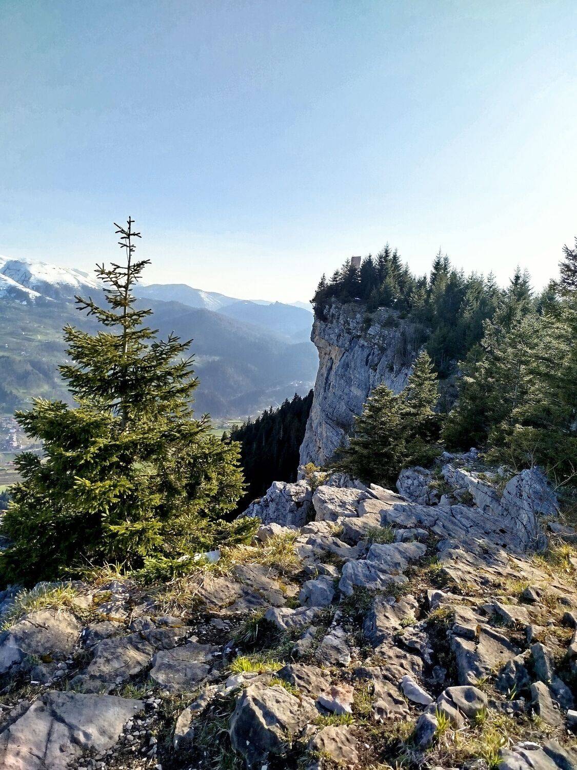 Solitary Pine on a Rugged Mountain Cliff Overlooking the Valley
