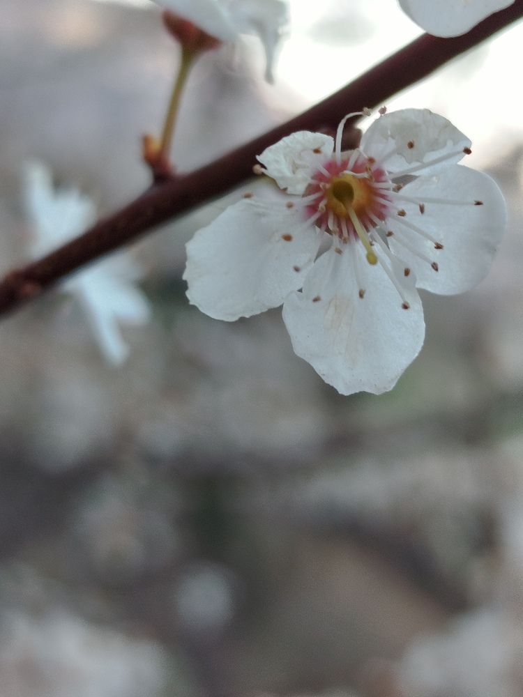 Delicate White Spring Blossom in Macro Focus