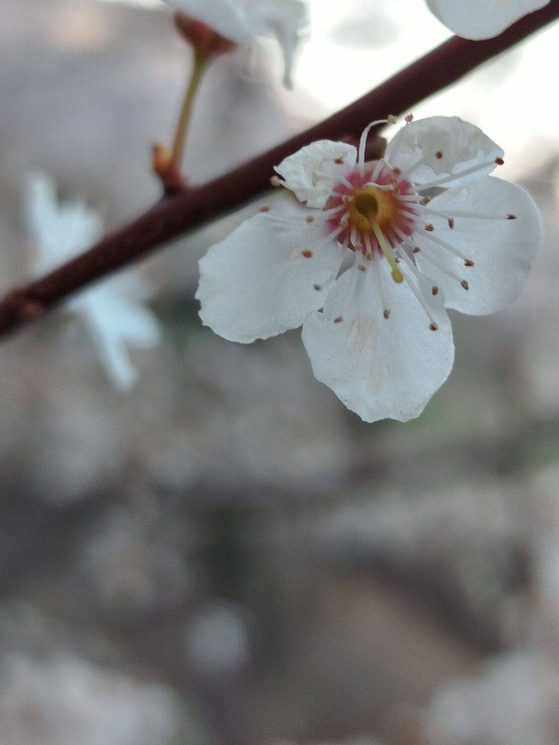 Delicate White Spring Blossom in Macro Focus