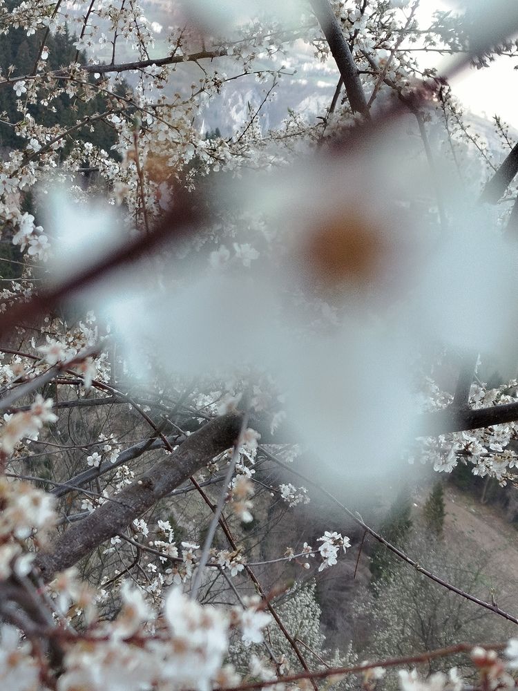 Ethereal Spring Blossoms Overlooking the Trabzon Valley