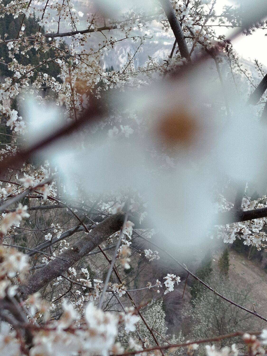 Ethereal Spring Blossoms Overlooking the Trabzon Valley