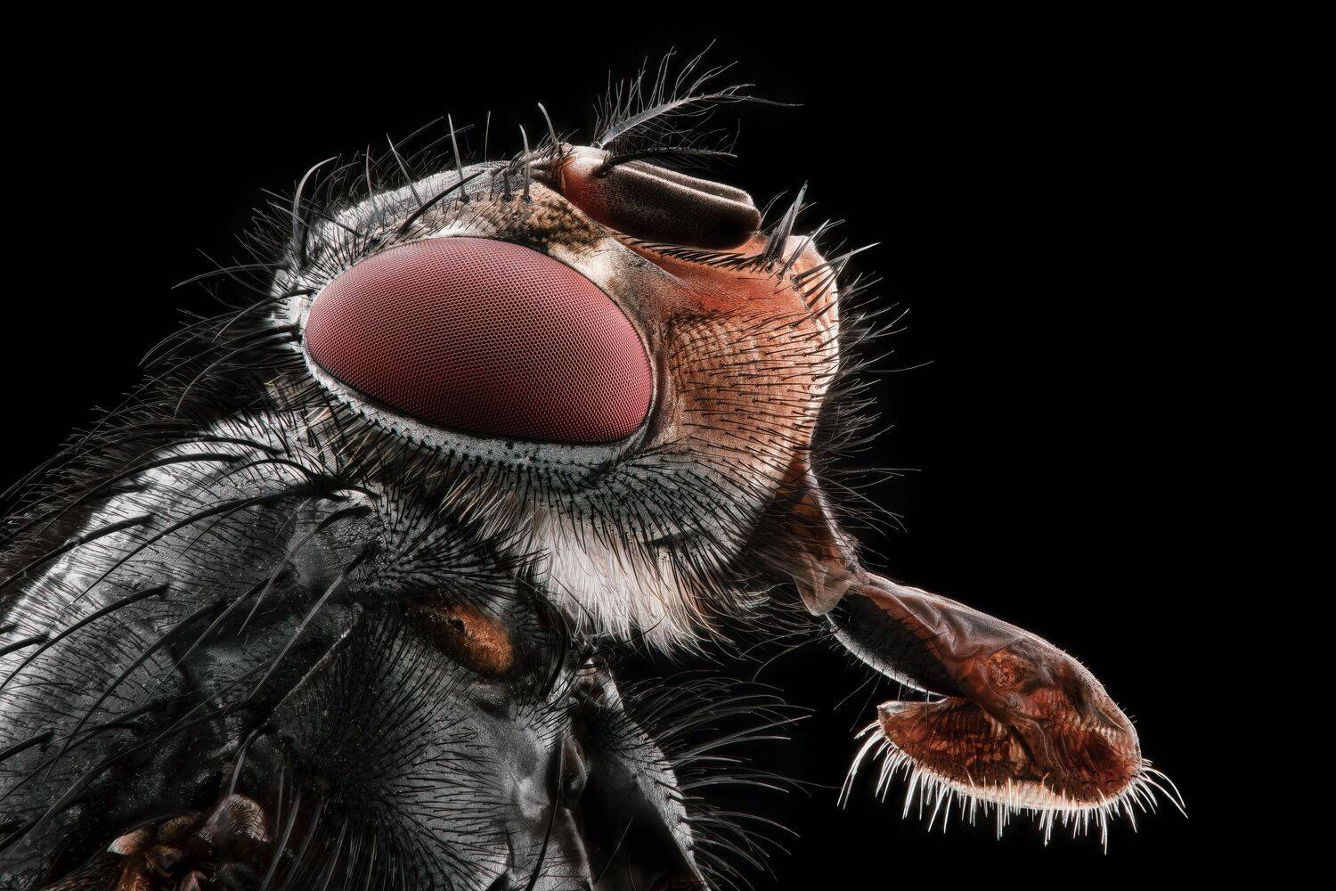 Flesh Fly