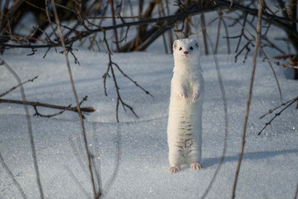 Photograph by Вячеслав Ладанов