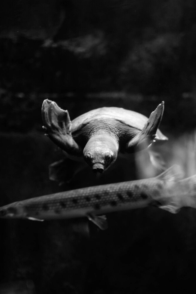 Photograph by Анастасия Воропаева