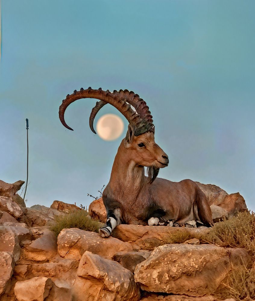 The Yemeni ibex stands proudly among the rocks