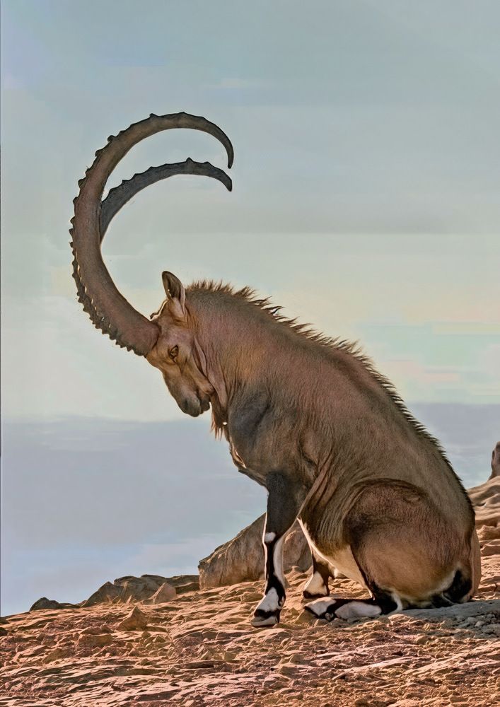 The Yemeni ibex stands proudly among the rocks