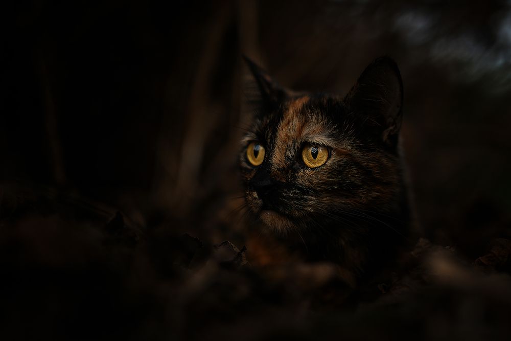 Stesha -The Night Watcher.