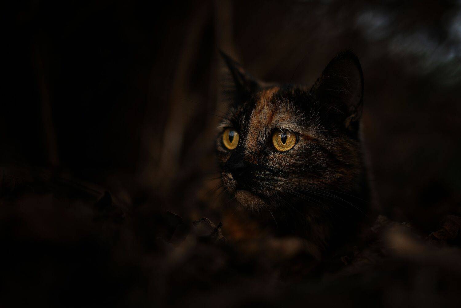 Stesha -The Night Watcher.