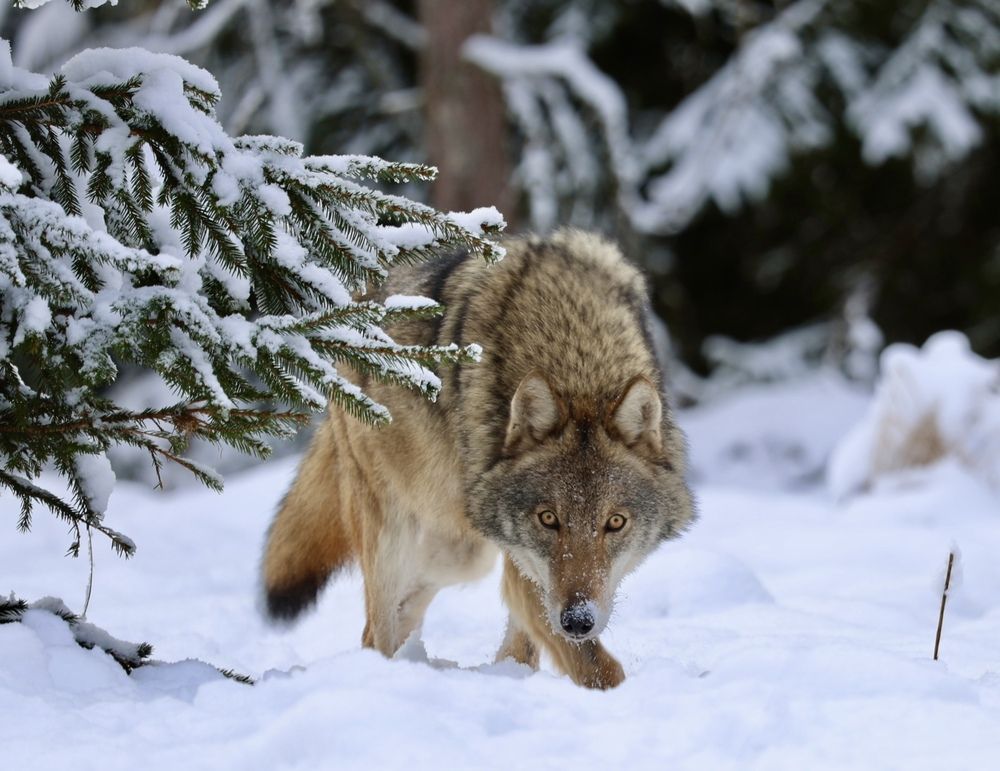 Photograph by Людмила Белякова