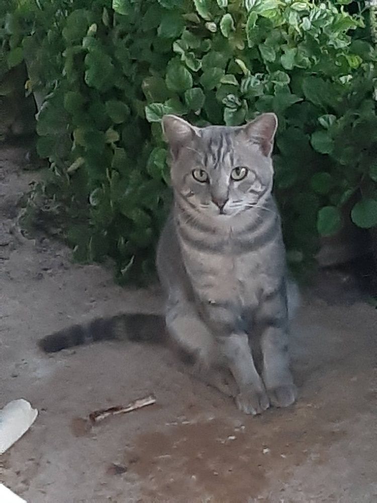 Кошки
