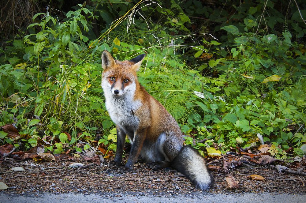 Friendly fox