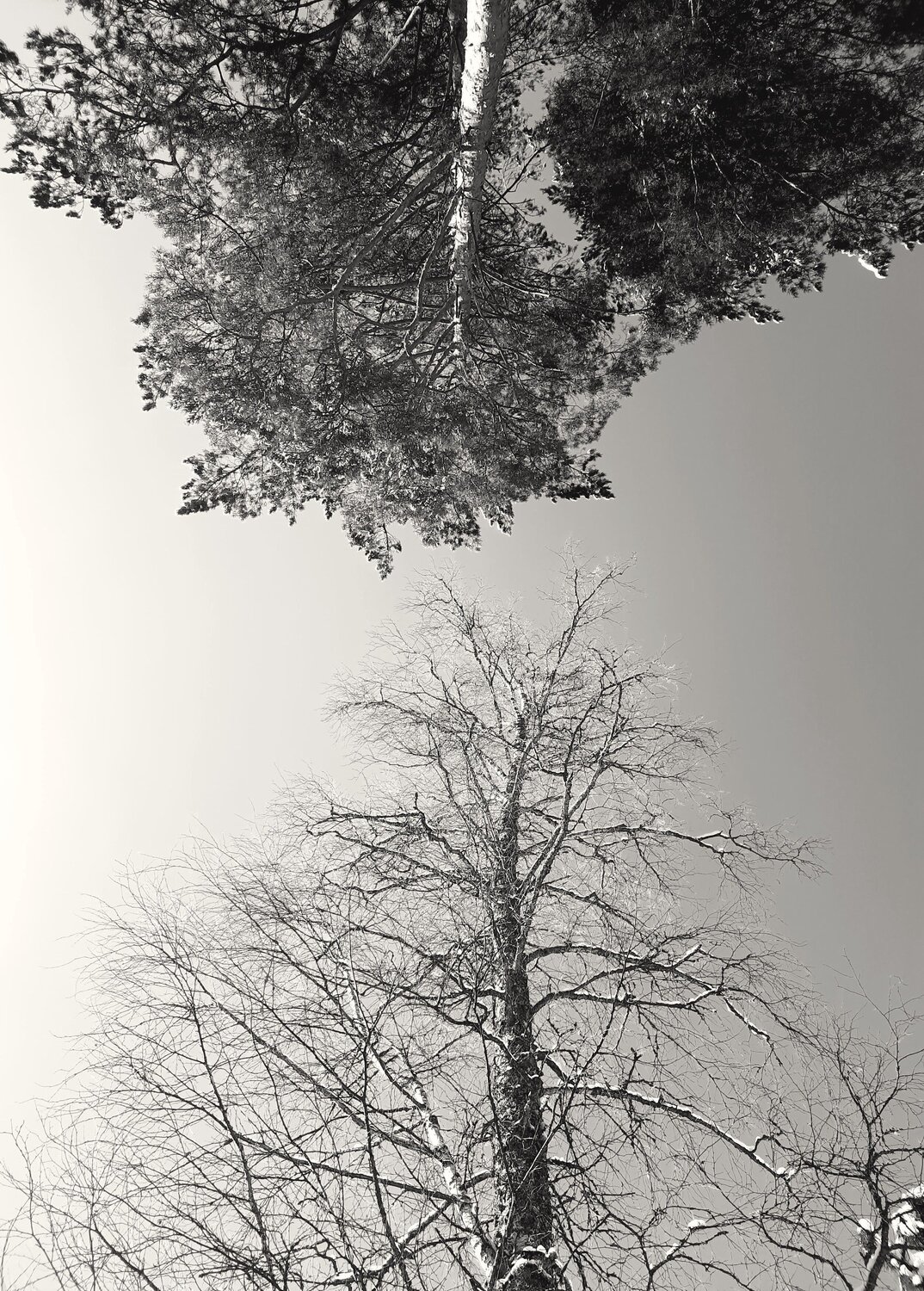 Photo #13523775