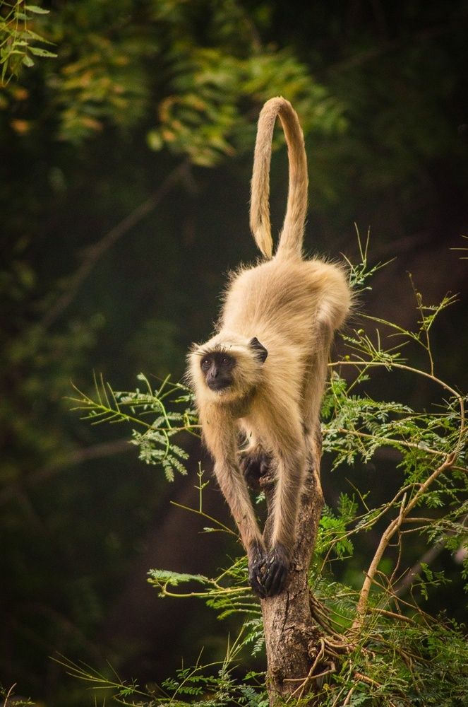 Photograph by Kian Barman Roy