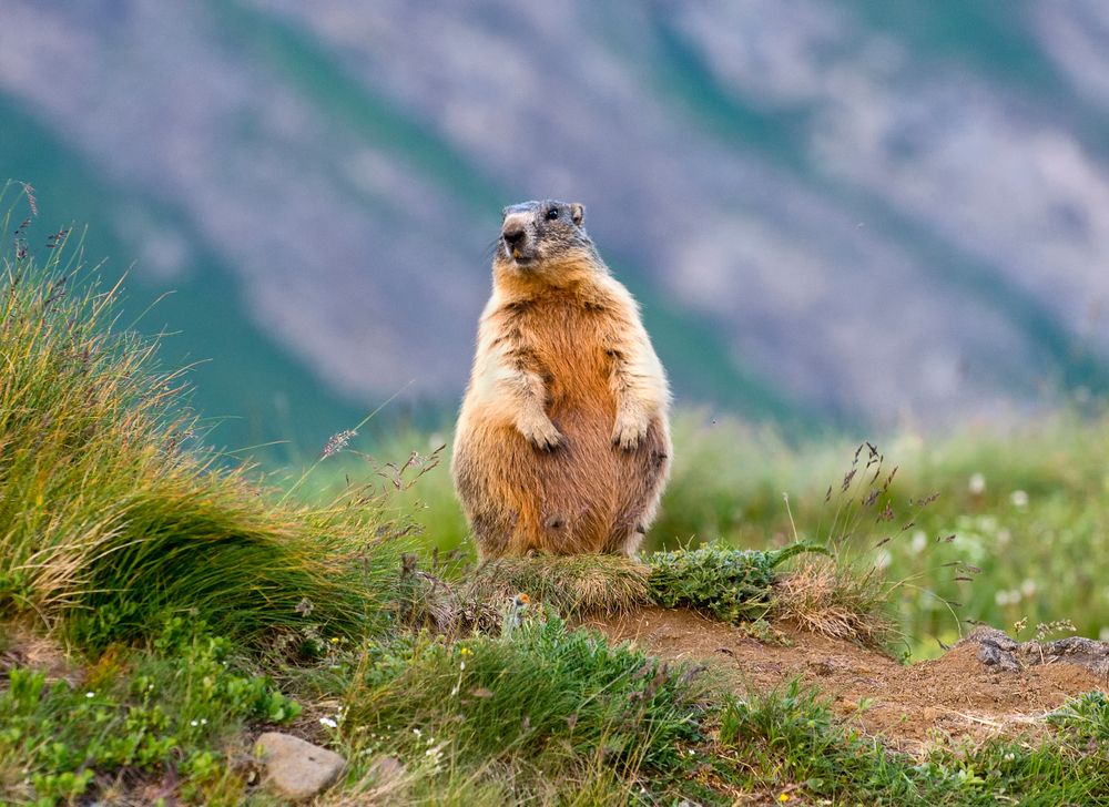 Pregnant marmot