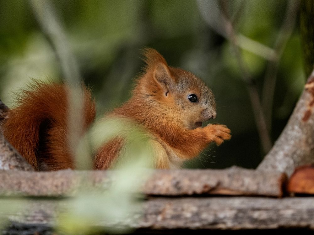 Photograph by Елена Валерьевна