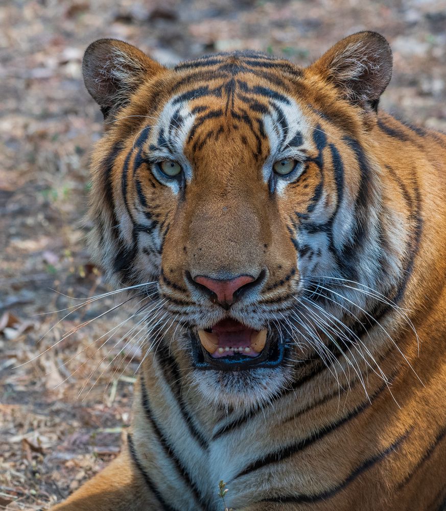 Photograph by SHIL ABHIJIT