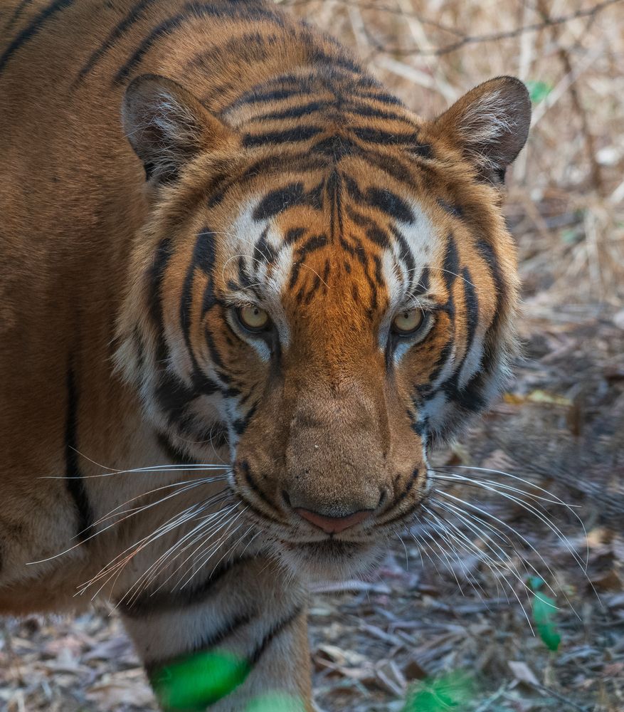 Royal Bengal