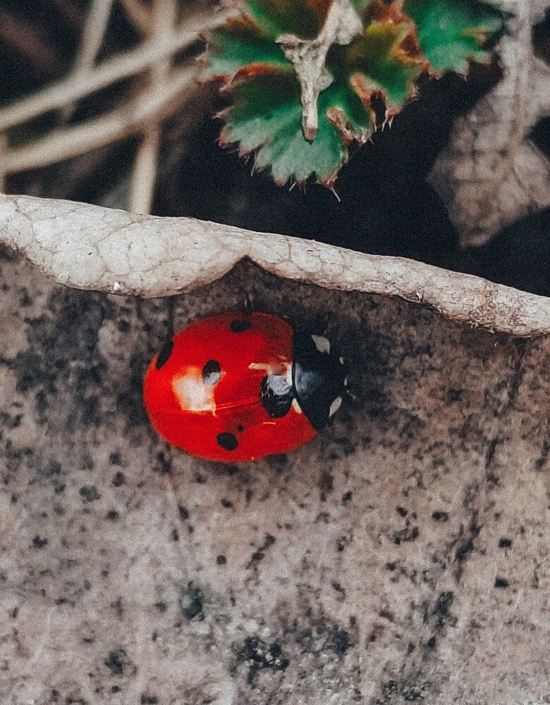 Photograph by Людмила Горячева