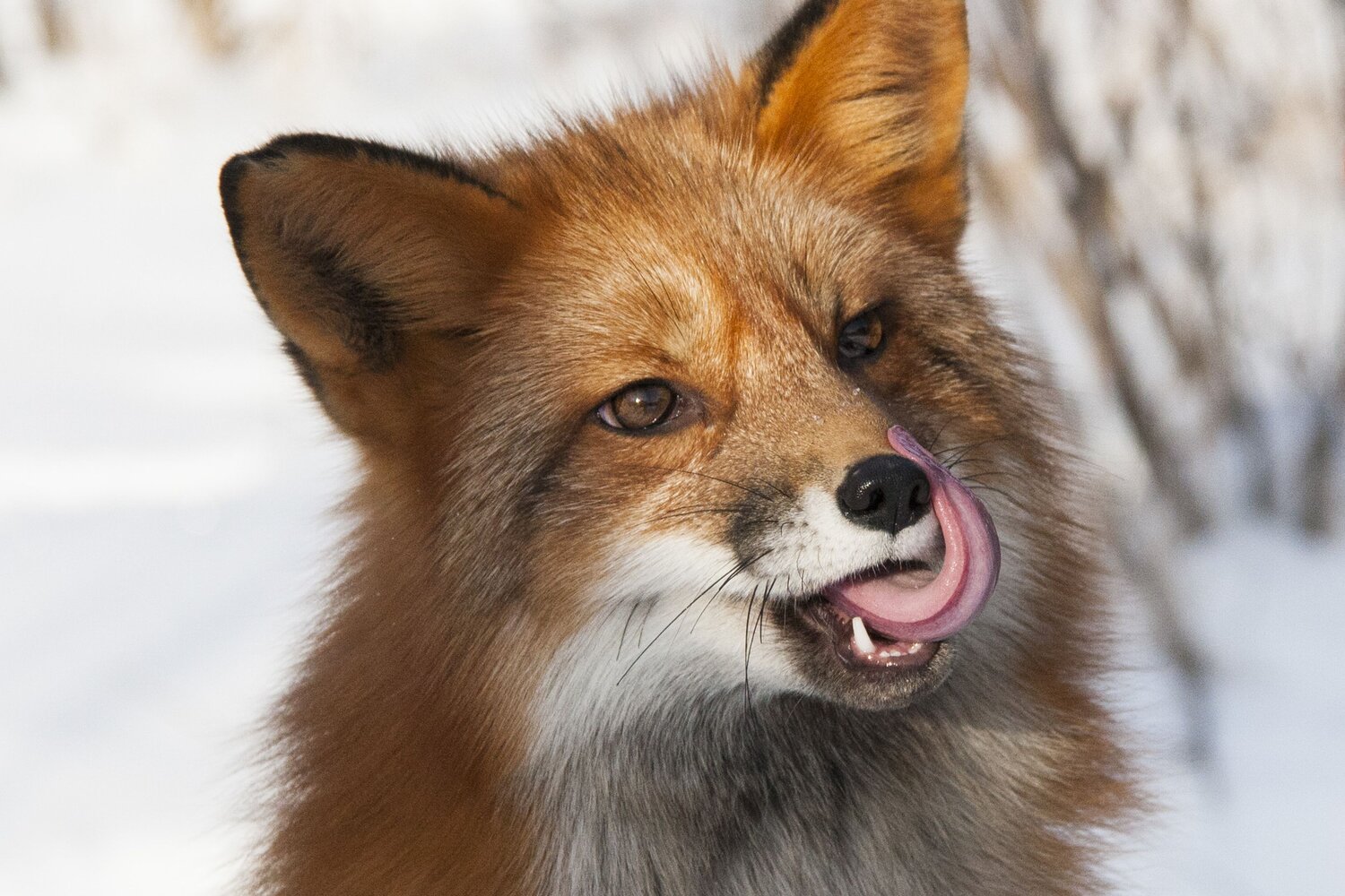 Photo #13525469