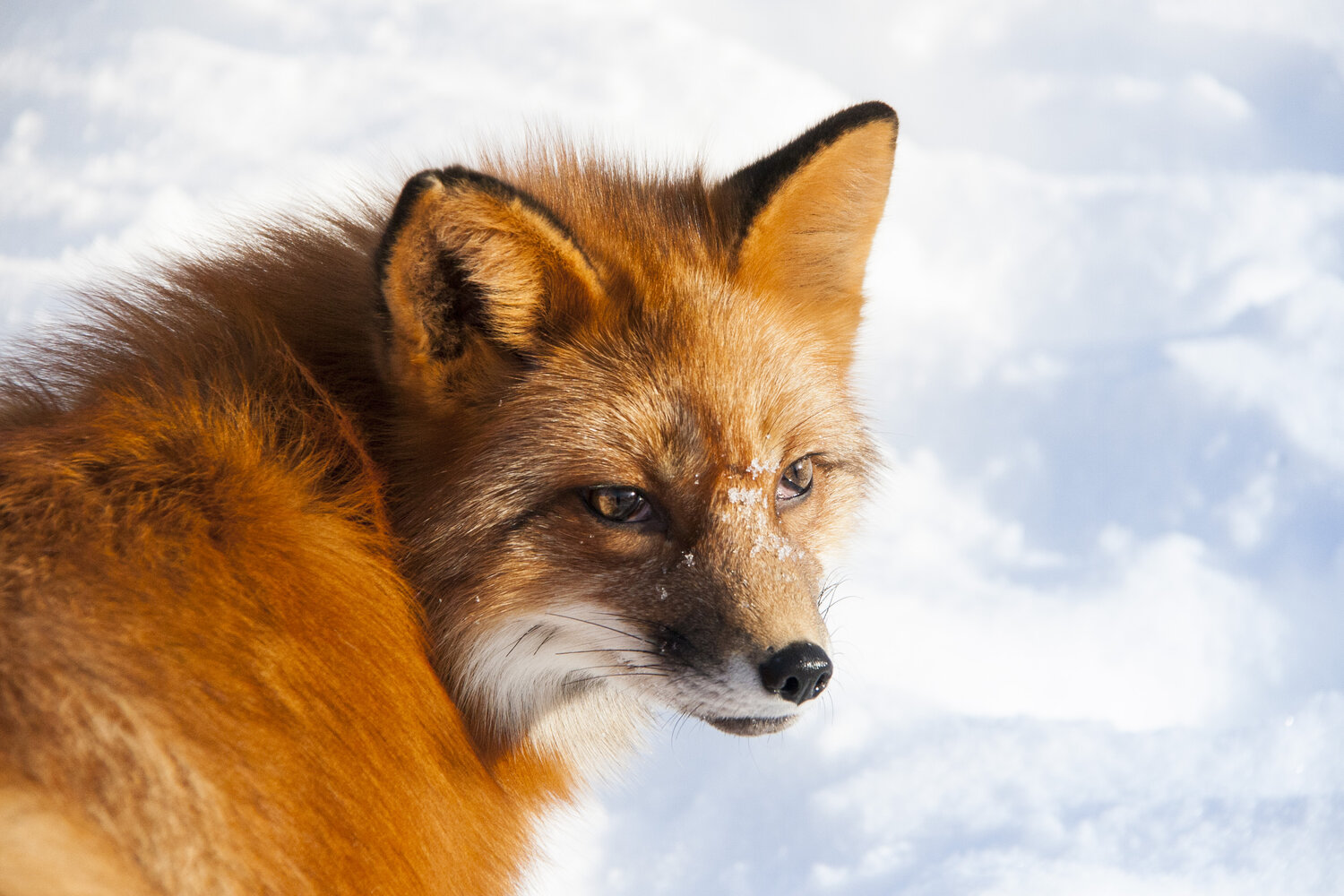 Photo #13525471