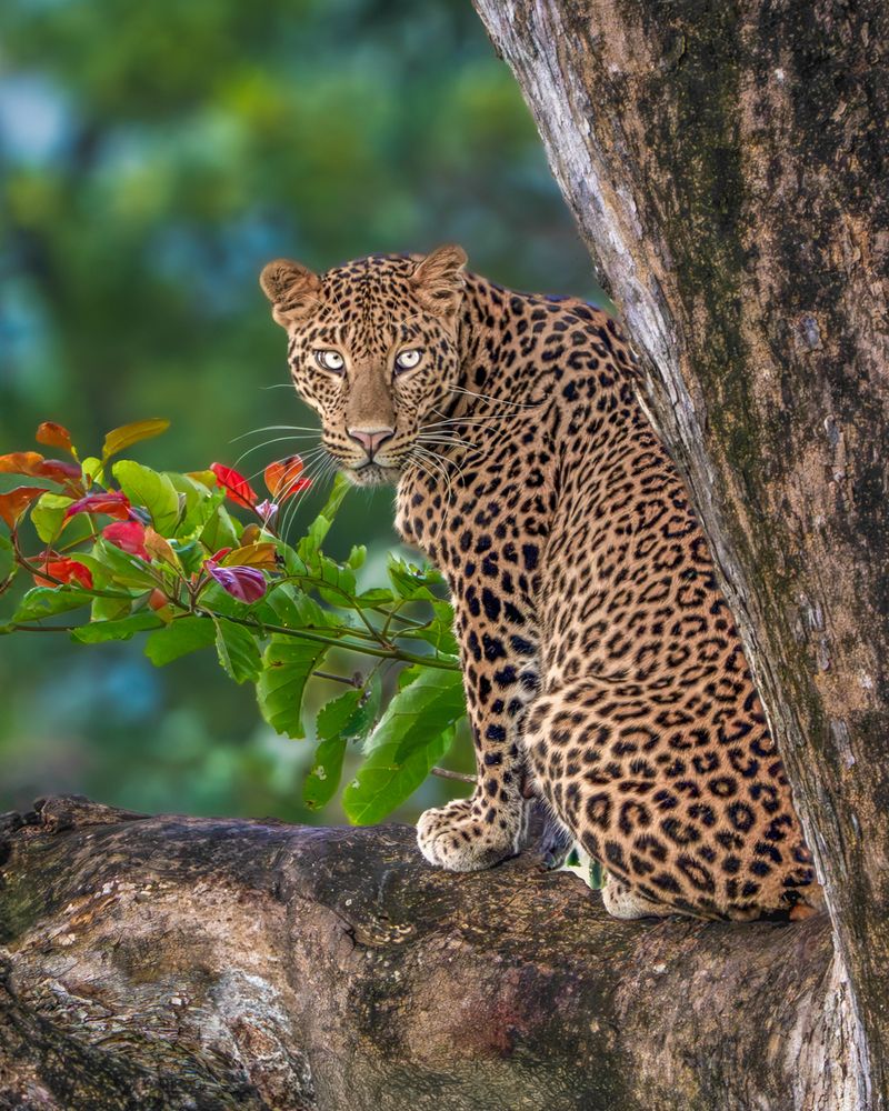Photograph by Vipin P C