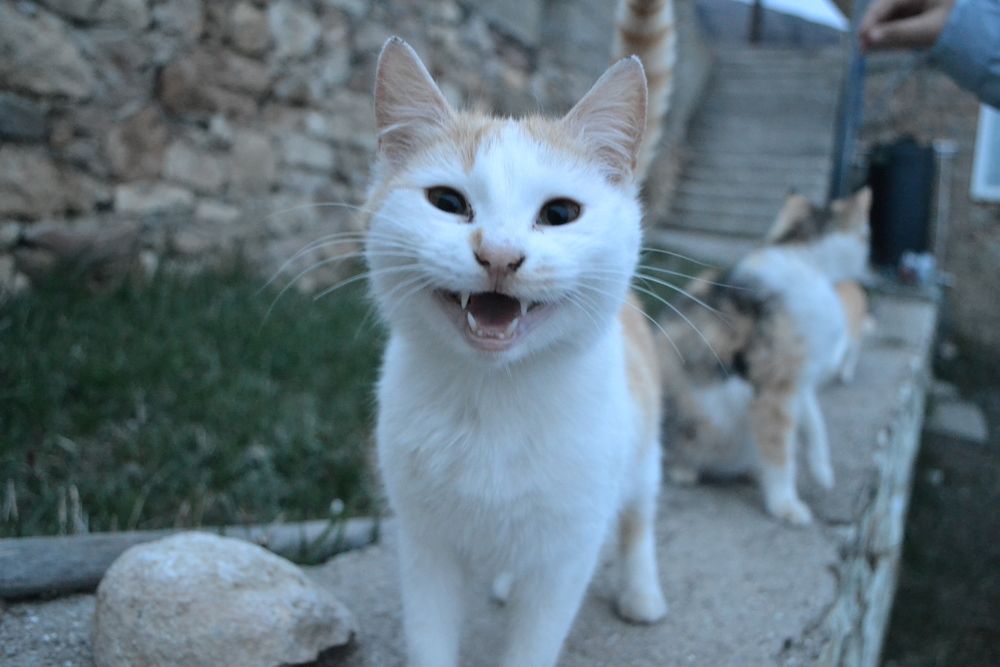 Photograph by София Галиева