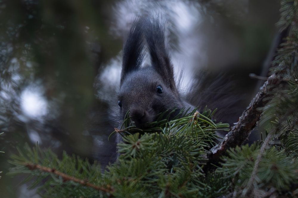 Photograph by Флетчер Сергей