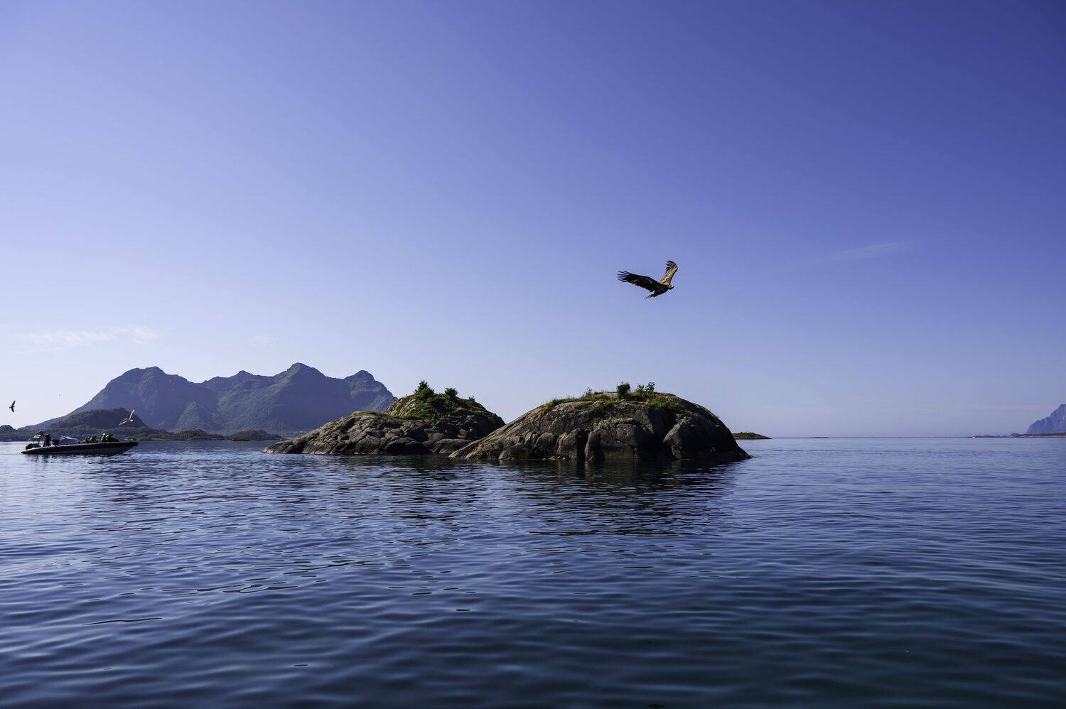 Eagle Island in Lofoten