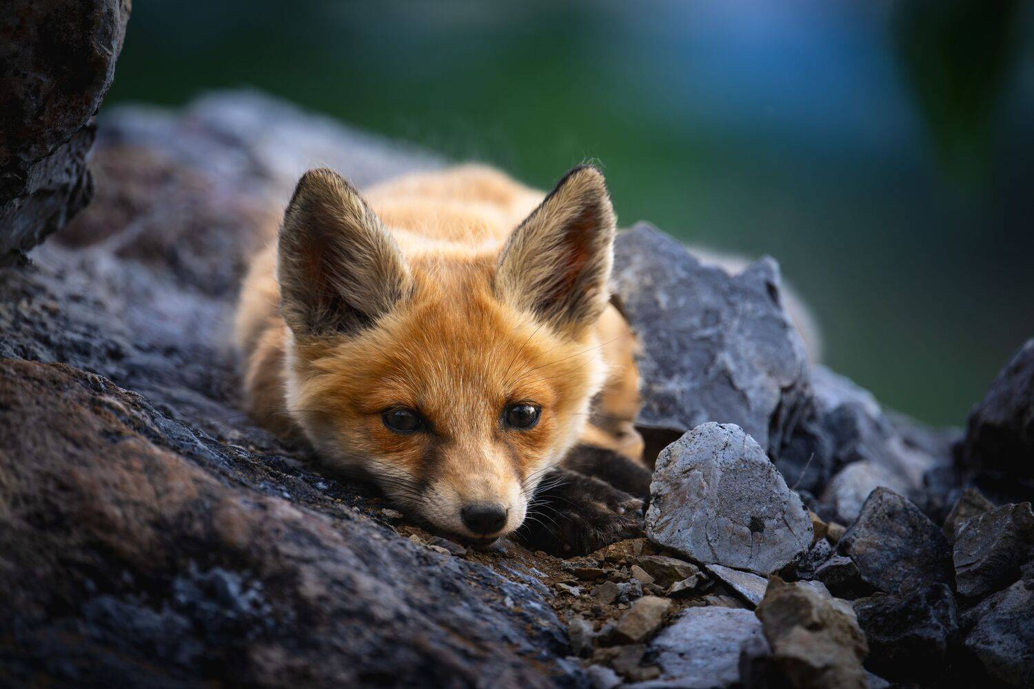 Photo #13526523