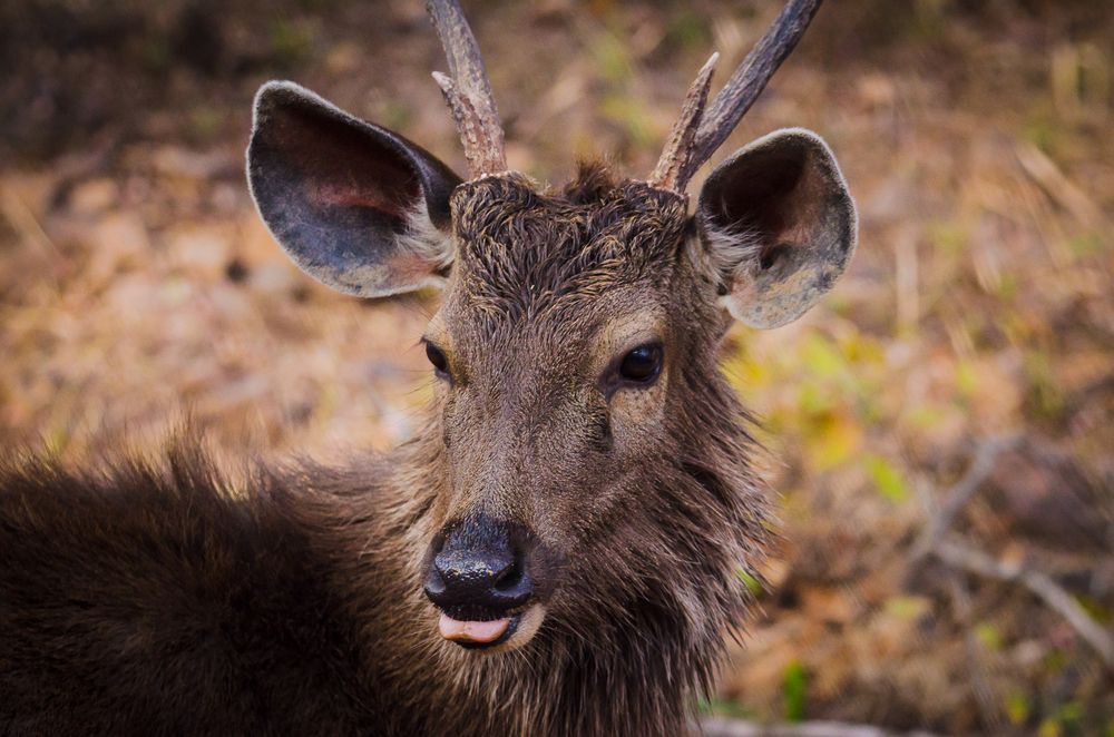 Photograph by Kian Barman Roy