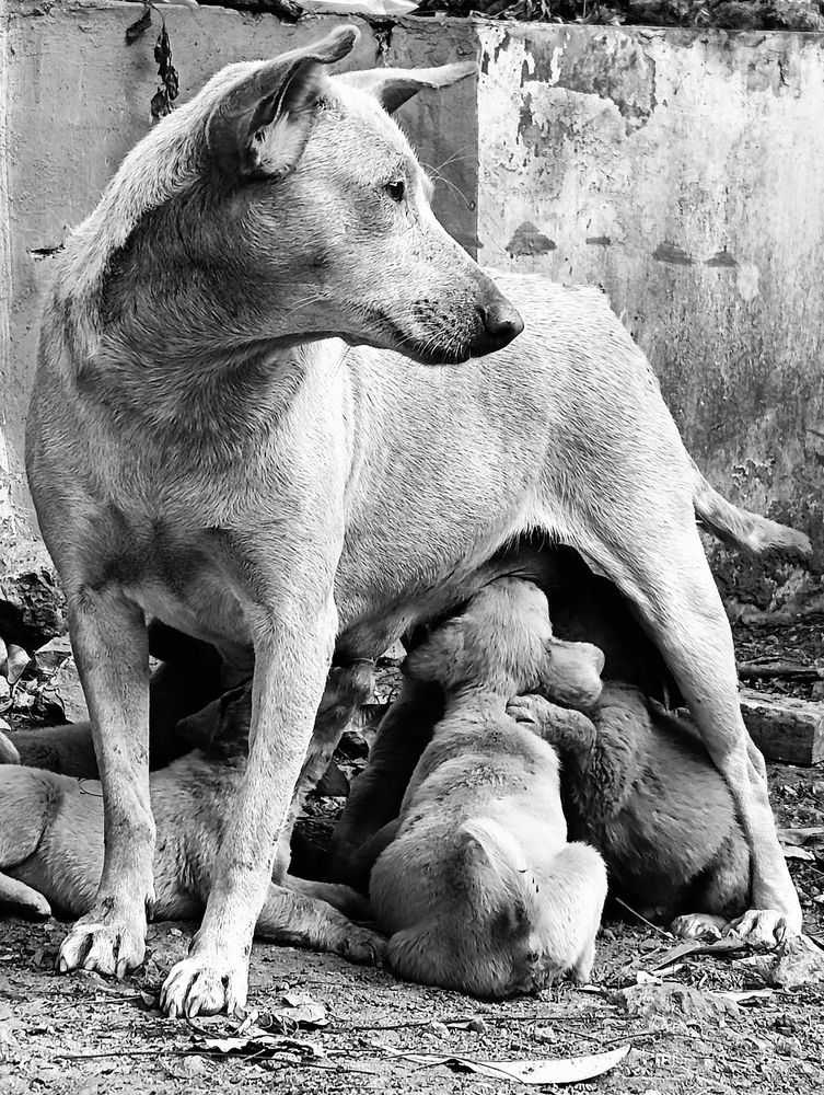 Pure Bond of Motherhood