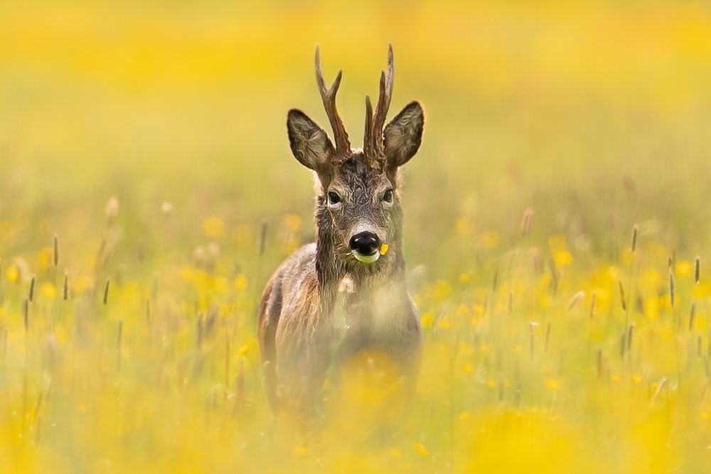 Photograph by Fabio Müller