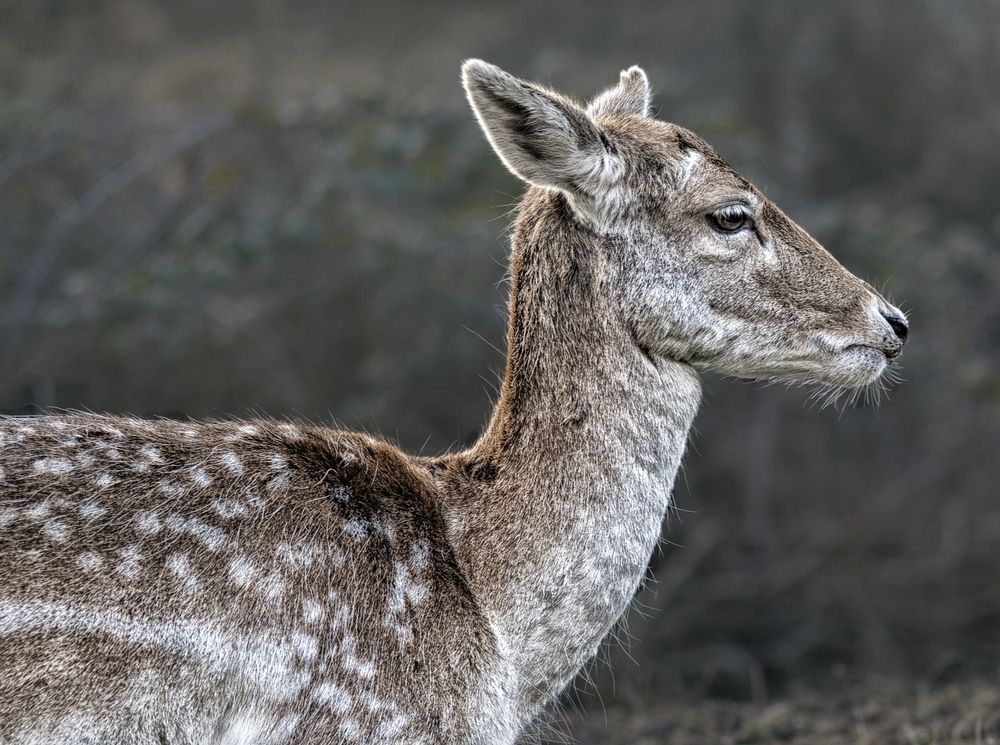 Portrait of a deer