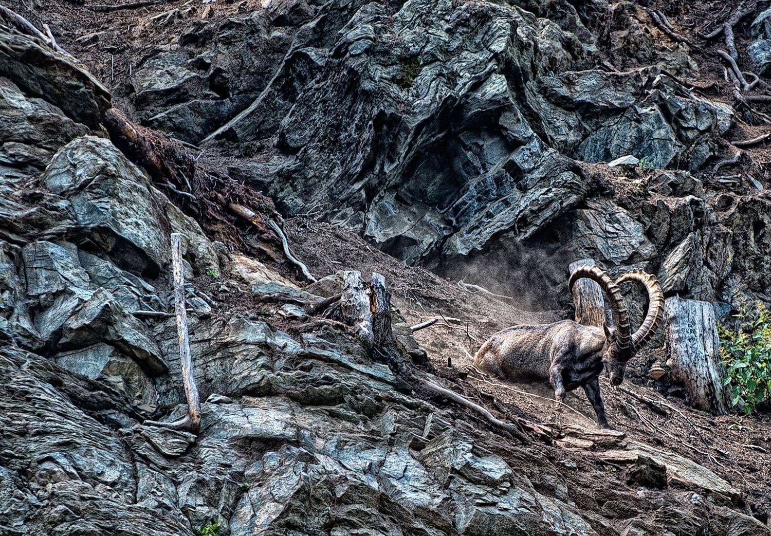 The fury of the male ibex