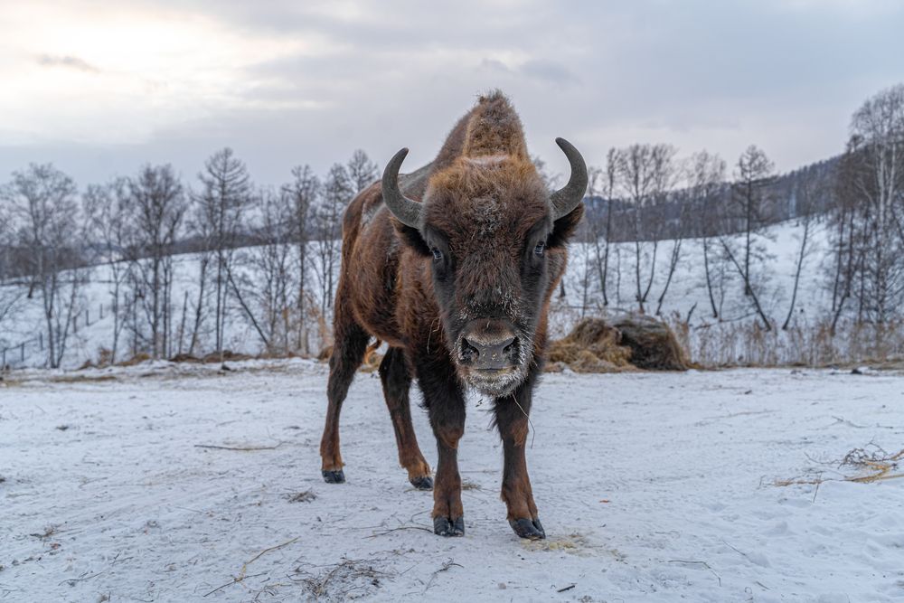Photograph by Ирина Рыжова
