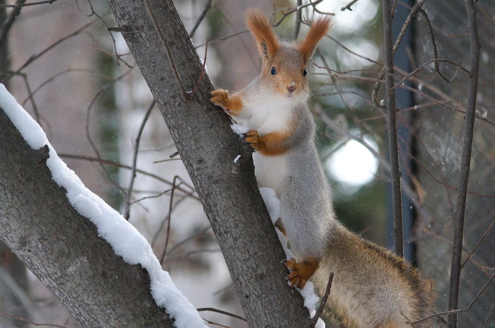 Photograph by Шамина Вера