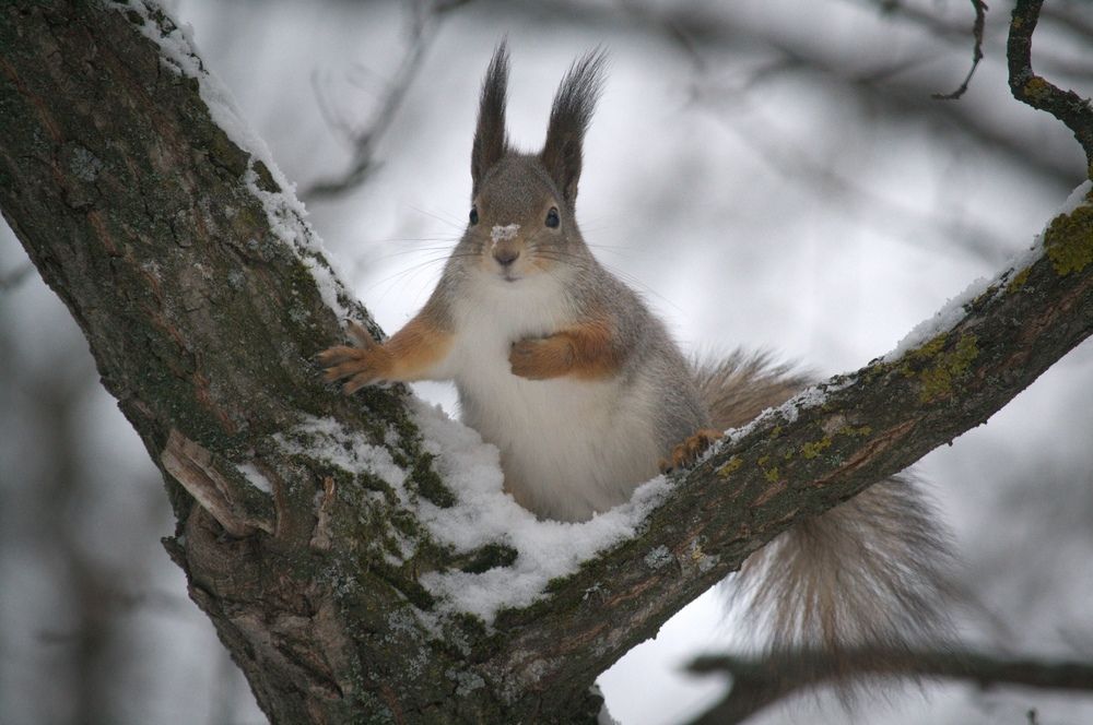 Photograph by Шамина Вера