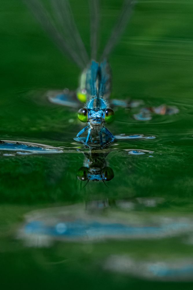 Фотография автора SHIN
