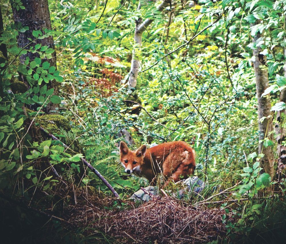 Red fox