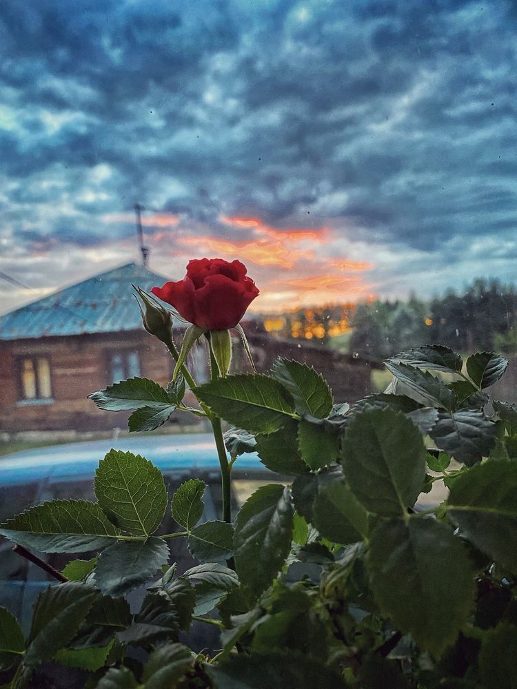 Фотография автора Мария Сергеева