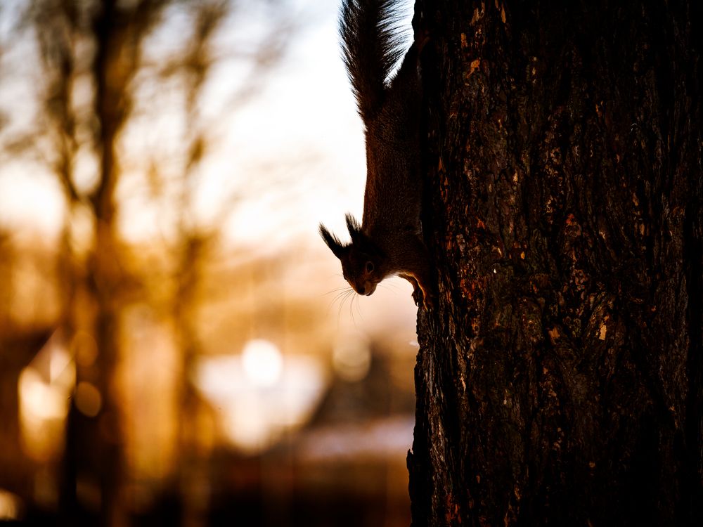 Photograph by Лоскутов Илья