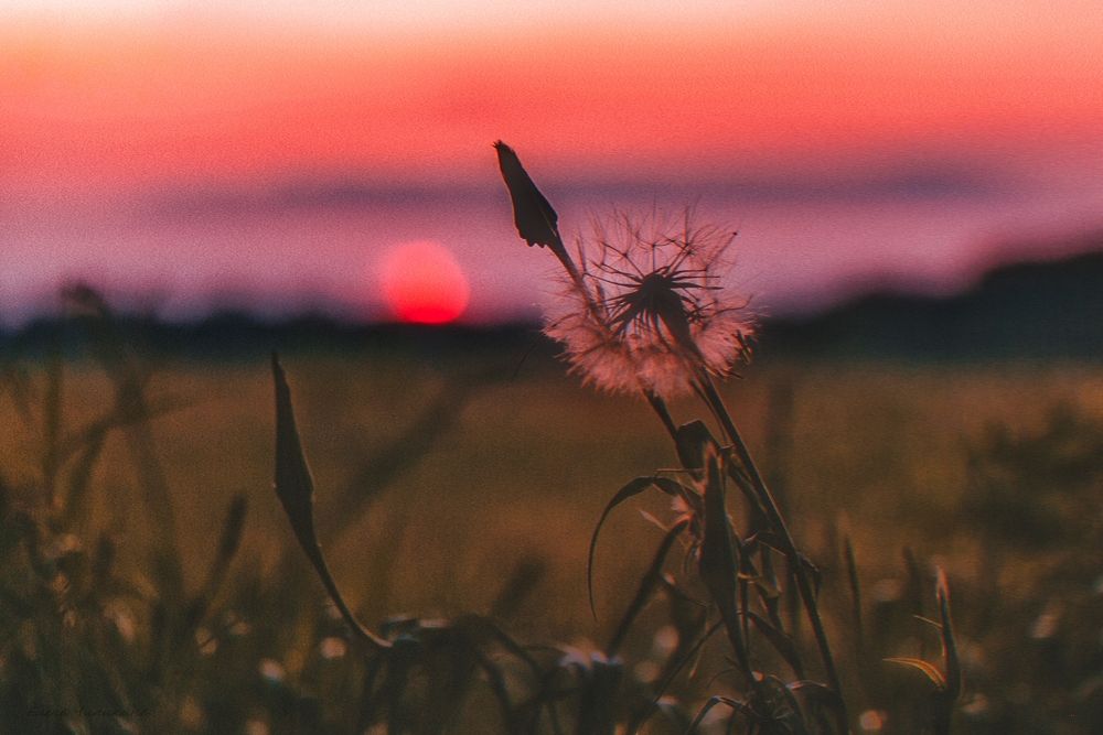 Photograph by Elena Chilikina